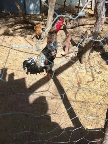 Vendo Esse galo 