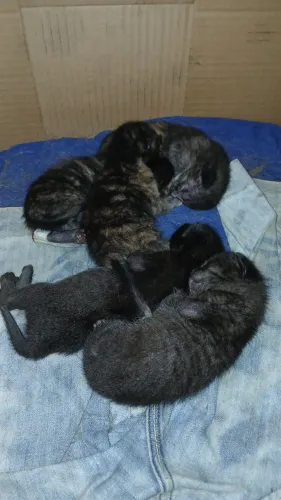 Doa-se gatinhos 