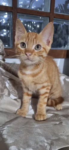 Doação Gatinho Laranja