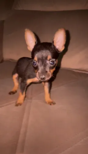 Vendo pinscher fêmea 0