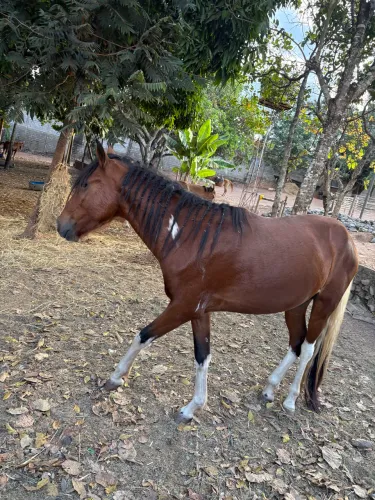 Manga larga marchador 