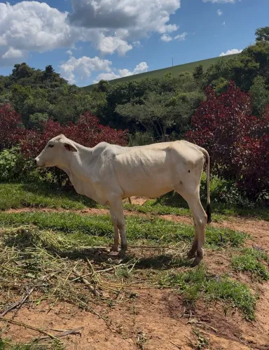 Bezerros tabapuã 