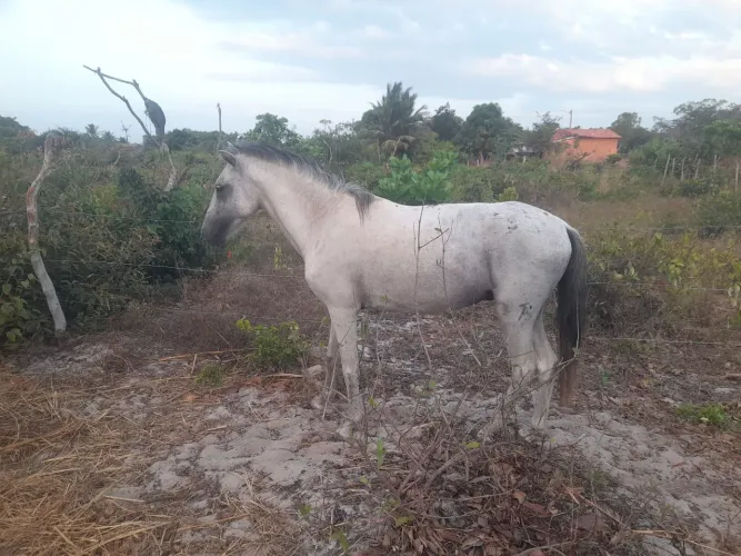 Vende se cavalo pequeno