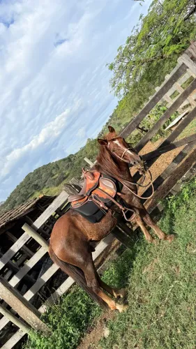 Cavalo 