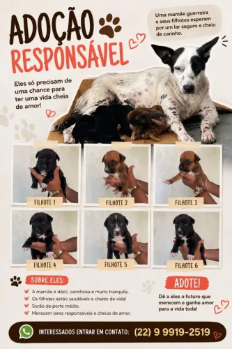 Doação de cachorros lindos