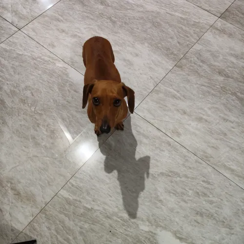 Dachshund 