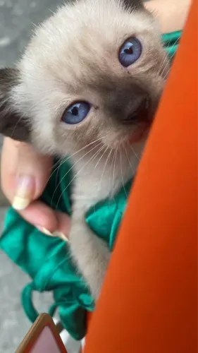 Gato siamês 