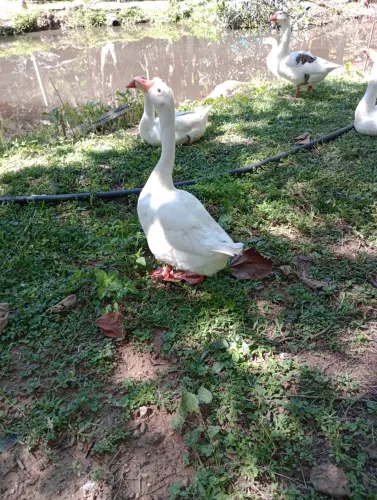 GANSOS CAIPIRAS, 3 MACHOS E 3 FÊMEAS 