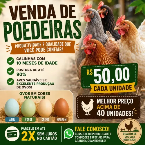 Galinha poedeira 