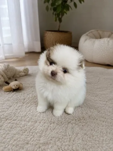 Filhote macho de Lulu da pomerania 