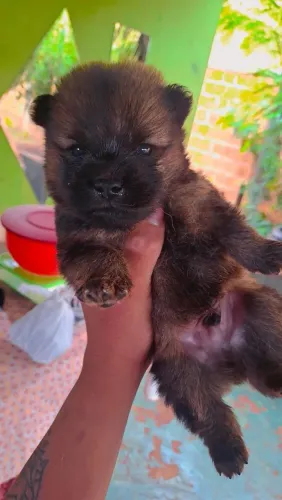 Filhote de chow-chow