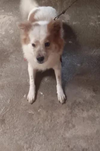 Doa-se cachorra de porte médio 