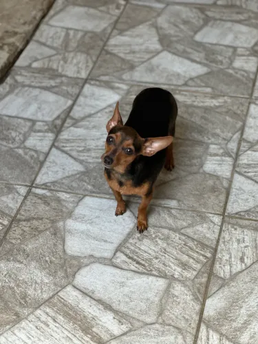 Vendo Pinscher N 1 fêmea.