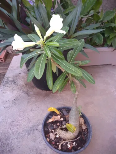 Rosa do deserto 