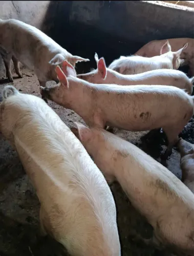 Porco gordo a venda