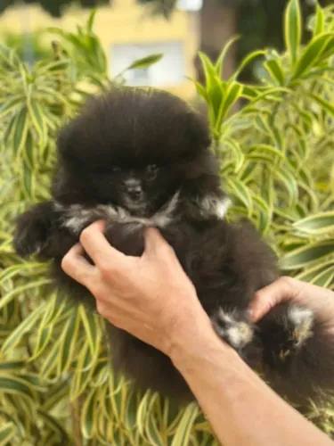 Spitz Alemão black,perfeita.
