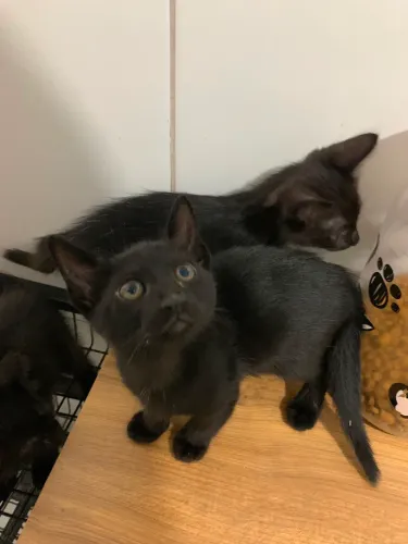 ADOÇÃO GATO PRETO (MACHO E FÊMEA)
