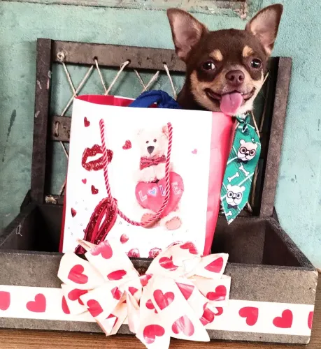 Chihuahua Macho Adulto Pelo Curto da Cor Chocotan Vacinado 