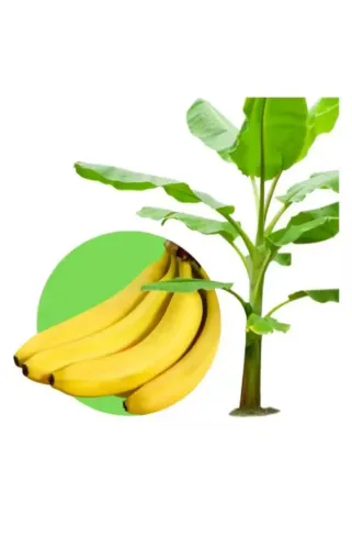 Mudas de banana prata Anã 