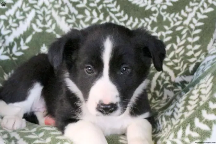Border Collie - Entrega Rápida Hoje