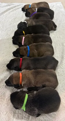 Vende- se filhotes de Pastor Belga Malinois (a reserva)
