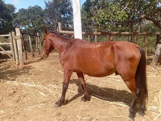 Cavalo marcha batida