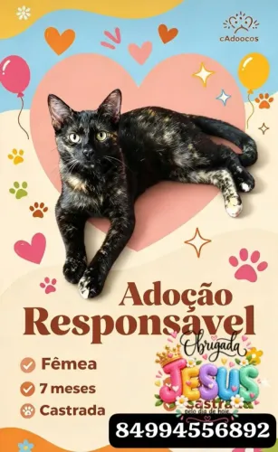 Gatinha para adoção