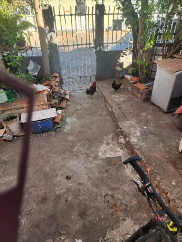 Galo