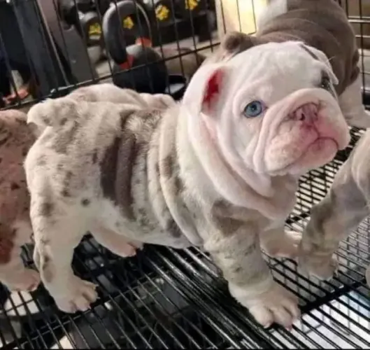 filhotes de american bully 