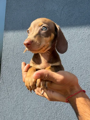 Mini salsicha Basset dachshund dos olhos verde macho