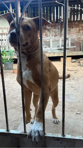 Pitbull 