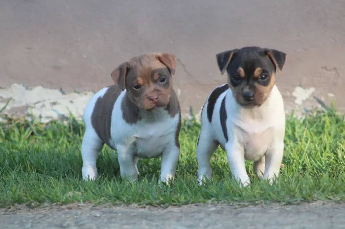 Filhotes de Terrier Brasileiro, canil especializado na raça. 
