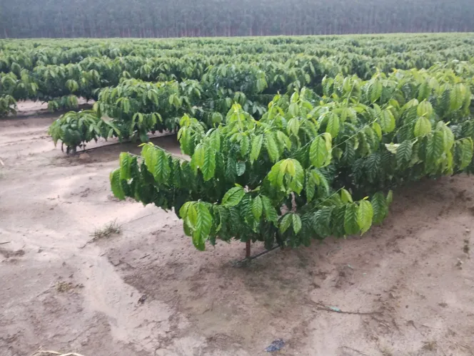 Fazenda a venda em Eunápolis