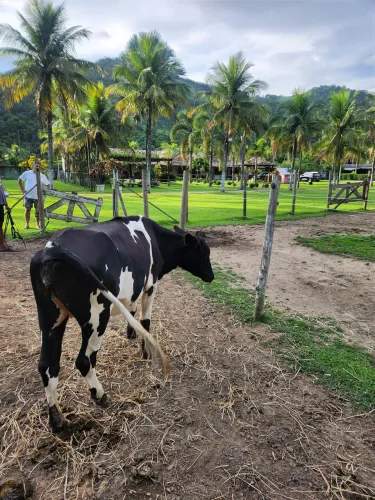 Mini vaca 