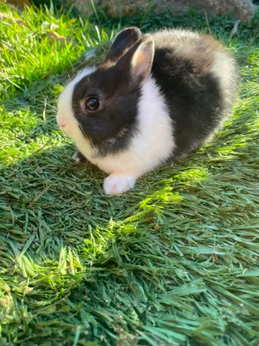 Coelho anão Netherland Dwarf