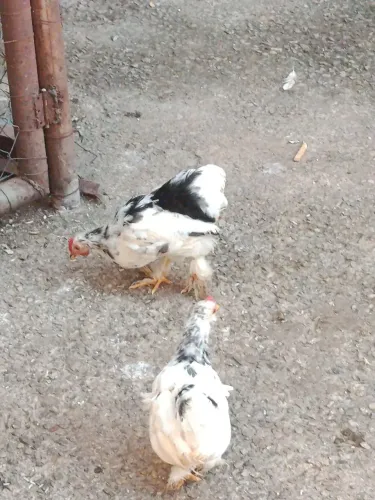 Vendo franguinho mini coxinha 