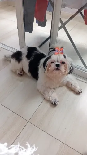 Femea shitzu filhote 6 meses