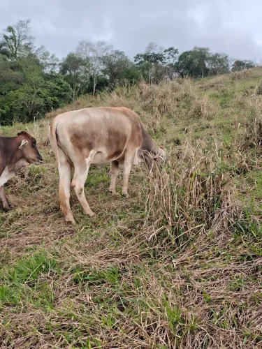 Vendo vacas prenhas