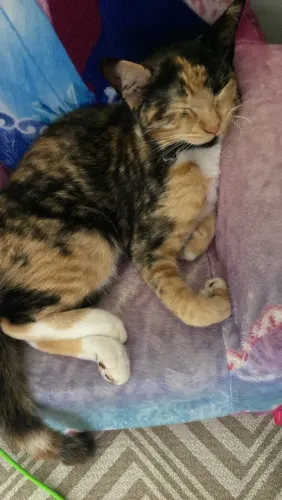 Doação gatinha fêmea 