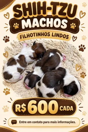 Shitzu machos RESERVA