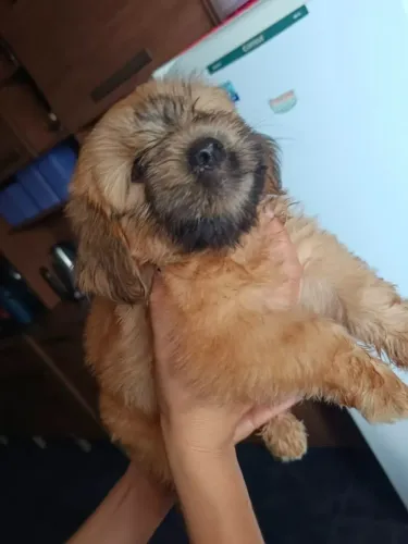 Filhote Lasha Apso + Yorkshire