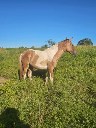 Potra Mangalarga 