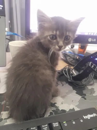 Gato Filhote Vacinado