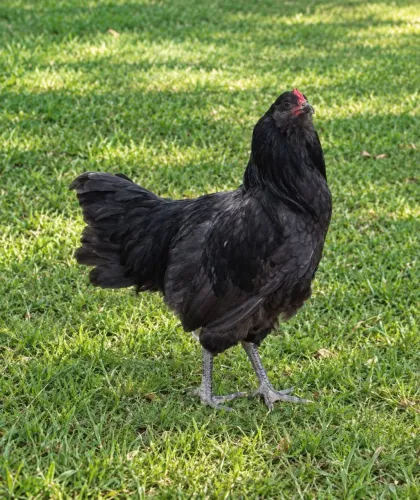 Galo Ameraucana