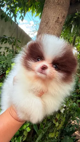 Spitz alemão anão machos 54 dias
