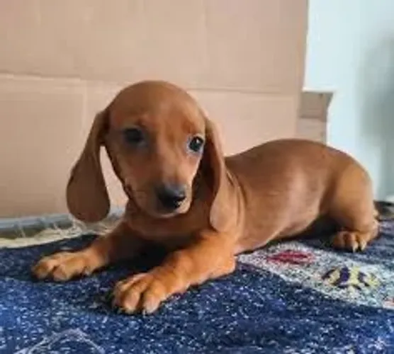 Dachshund: Filhotes para Quem Busca uma Companhia Especial