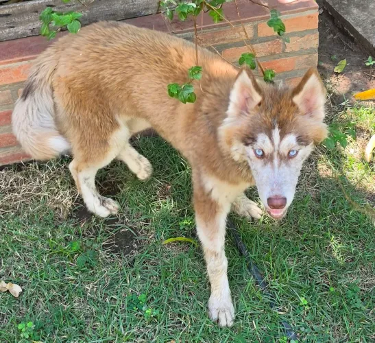 Linda filhote de Husky Siberiano