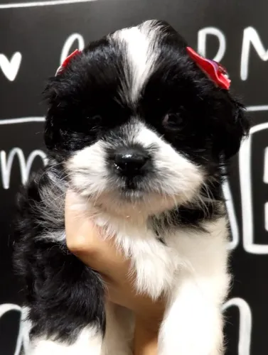 Shihtzu Machos e Fêmeas disponiveis - Entrega Grátis no ABCD