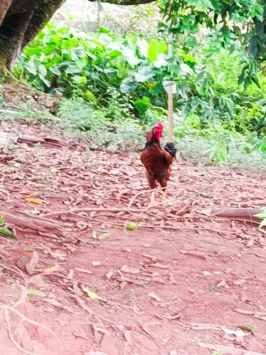 Vendo um casal de GSB (Galinha Sertaneja Balão)