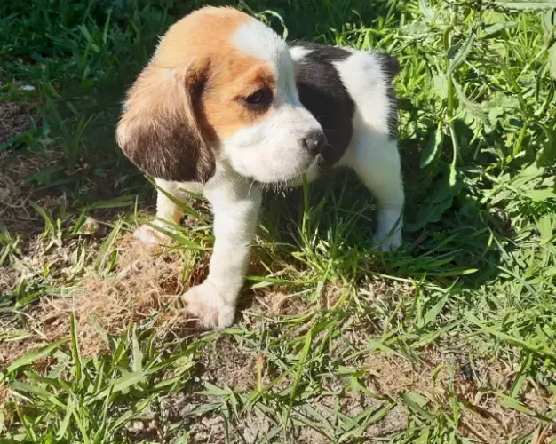 Beagle Mini: Um Amiguinho Fofo para Chamar de Seu! - Entregamos até você